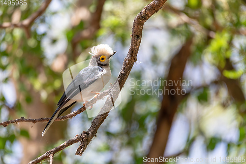 Image of hite-Crested Helmetshrike bird, Chamo Lake Ethiopia