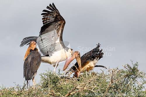 Image of The marabou stork on nest Ethiopia Africa wildlife