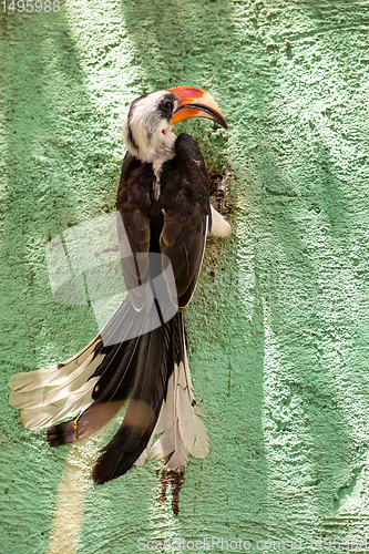 Image of bird Von der Deckens Hornbill, Ethiopia wildlife