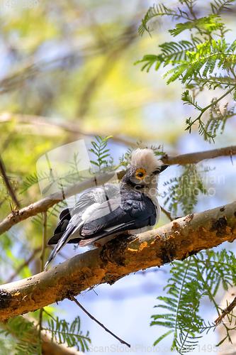 Image of hite-Crested Helmetshrike bird, Chamo Lake Ethiopia