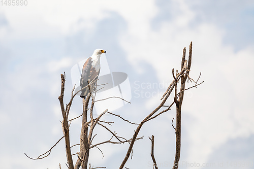 Image of African Fish Eagle Ethiopia Africa wildlife