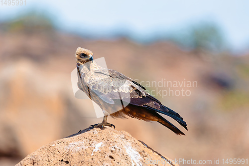 Image of Black kite, Ethiopia safari wildlife