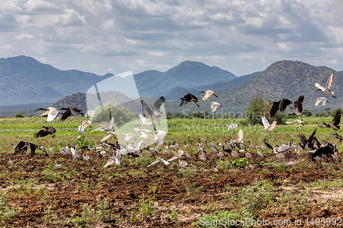 Image of Flying flock of bird, Ethiopia Africa wildlife