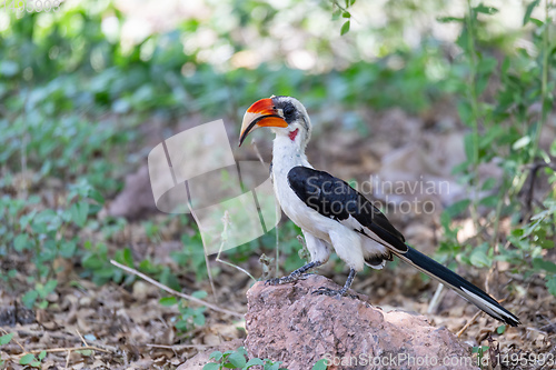 Image of bird Von der Deckens Hornbill, Ethiopia wildlife