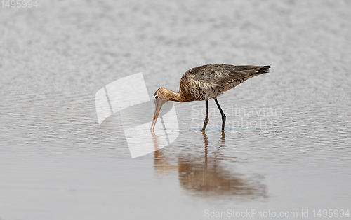 Image of water Bird Whimbrel Ethiopia, Africa wildlife