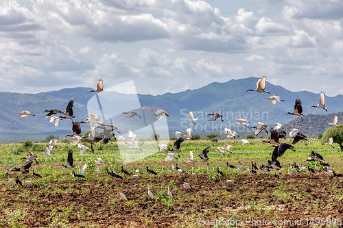 Image of Flying flock of bird, Ethiopia Africa wildlife