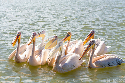 Image of Great White Pelicans, Ethiopia, Africa wildlife