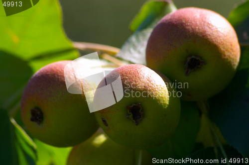 Image of Pears on the tree