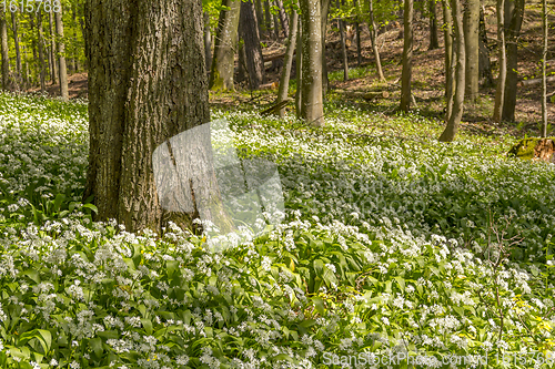 Image of sunny forest scenery with ramsons