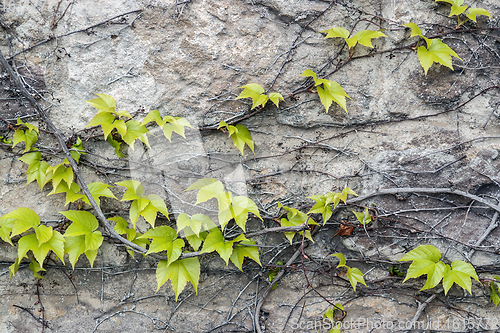 Image of vine creeper closeup