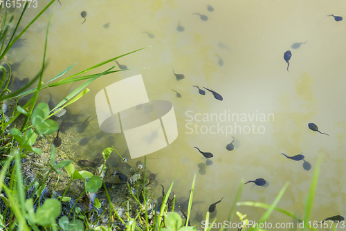 Image of lots of tadpoles