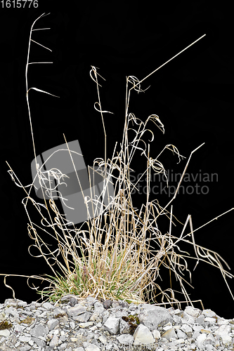 Image of sere grass plant