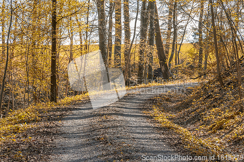 Image of idyllic forest and field path