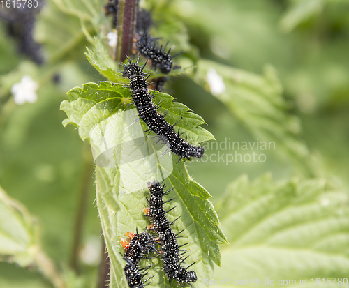 Image of Peacock butterfly caterpillars