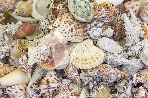 Image of lots of seashells