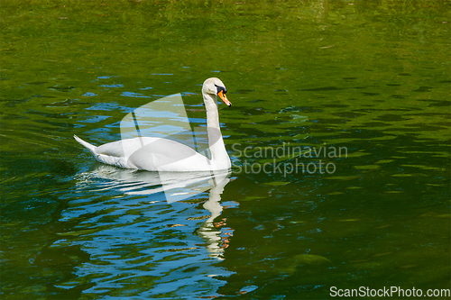 Image of Mute Swan Cygnus olor in lake