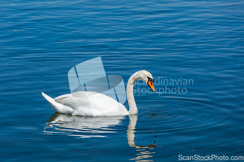 Image of Mute Swan (Cygnus olor) in lake