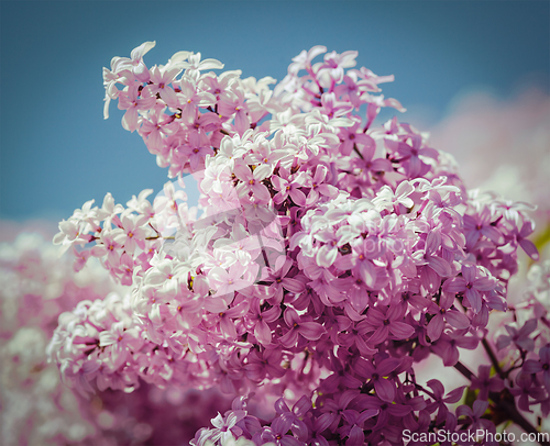 Image of Lilac in spring