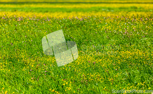 Image of Spring summer background- blooming field