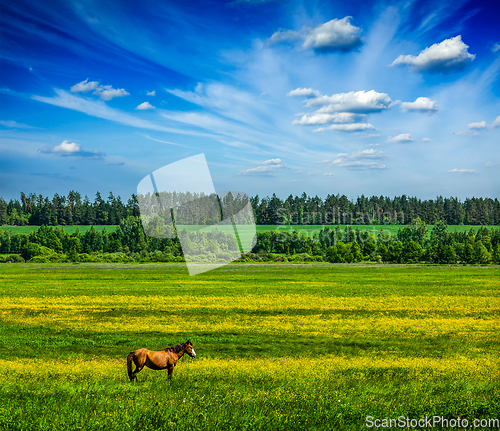 Image of Spring summer green scenery lanscape with horse