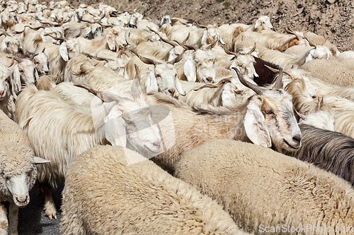 Image of Herd of Pashmina sheep and goats in Himalayas