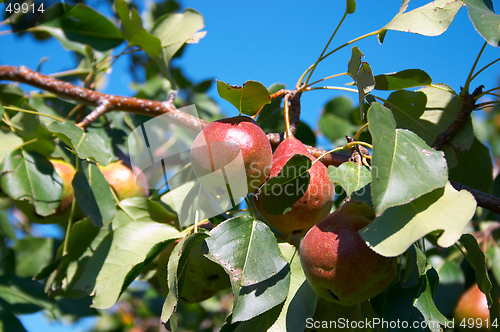 Image of Pears on the tree