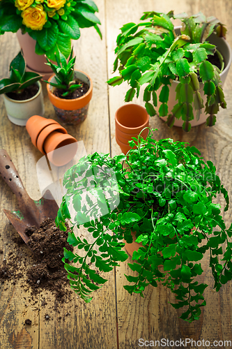 Image of Spring gardening concept - gardening tools with plants, flowerpots and soil