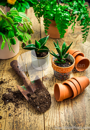 Image of Spring gardening concept - gardening tools with plants, flowerpots and soil