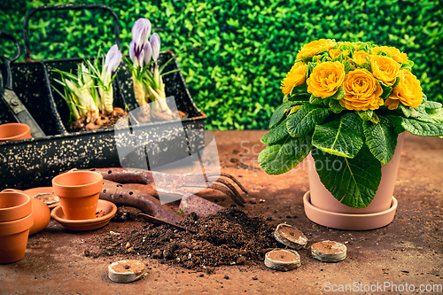 Image of Spring gardening concept - gardening tools with plants, flowerpots and soil