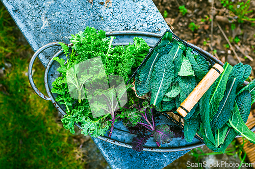 Image of Winter kale vegetables - cold-resistant variety of vegetable garden