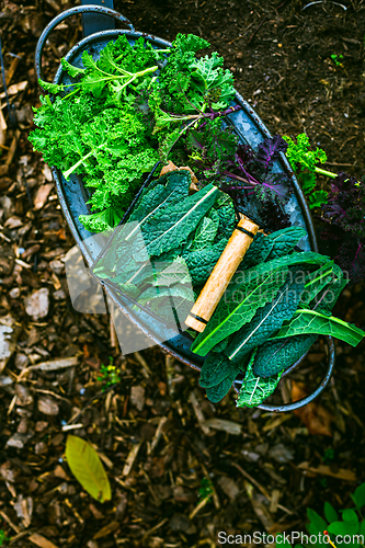 Image of Winter kale vegetables - cold-resistant variety of vegetable garden