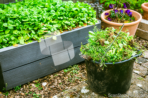 Image of Removing weeds in garden - bucket full of weeds, gardening concept