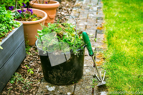 Image of Removing weeds in garden - bucket full of weeds, gardening concept