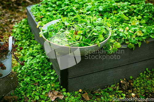 Image of Harvesting winter purslane - bushes of indian lettuce plants in a garden