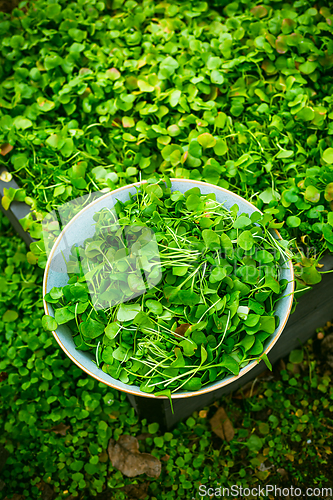 Image of Harvesting winter purslane - bushes of indian lettuce plants in a garden