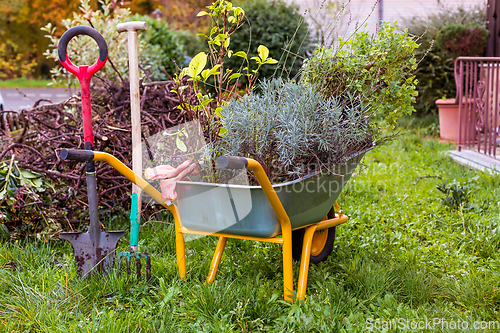 Image of Metal garden cart filled with plants, lavender for planting with garden tool