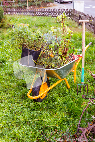 Image of Metal garden cart filled with plants, lavender for planting with garden tool