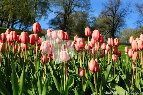 Image of Pink Tulips in the Spring