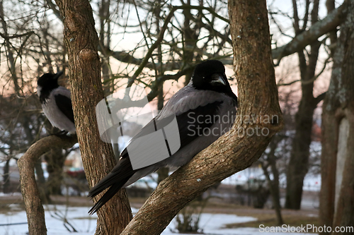 Image of Hooded Crows Perched on a Spring Morning