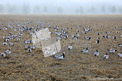 Image of Migrating Barnacle Geese, Branta Leucopsis