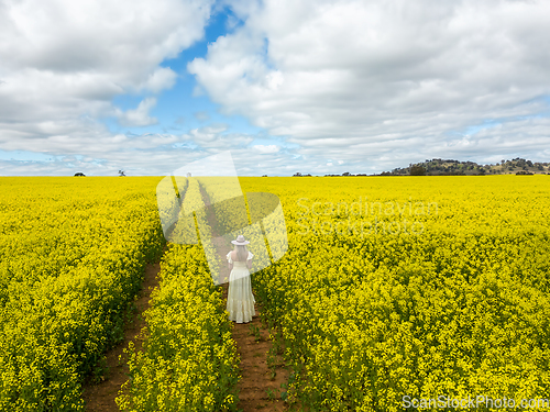 Image of Female stands in a crop of flowering canola in spring time