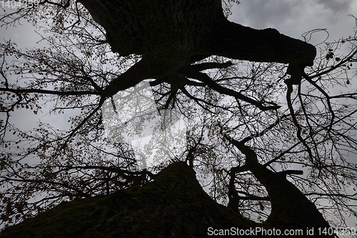 Image of silhouettes of bare trees