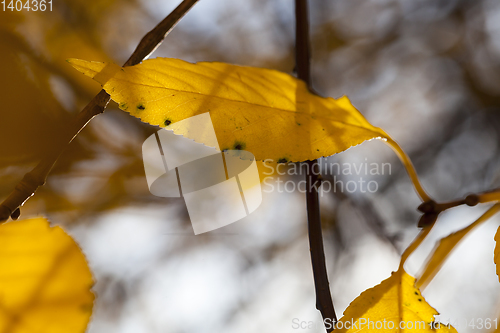 Image of bright foliage of trees