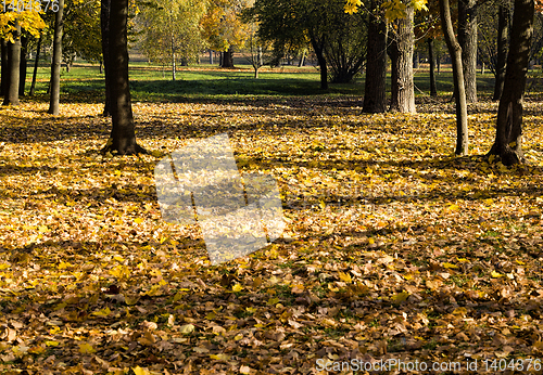 Image of dried and fallen foliage