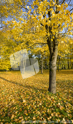 Image of autumn landscape with tall trees