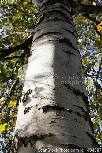 Image of autumn birch trunk