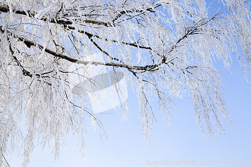 Image of snow covered deciduous birch trees