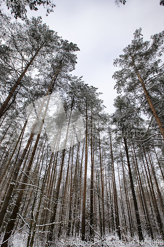 Image of snow-covered pine trees