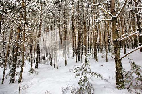 Image of pine trees in winter