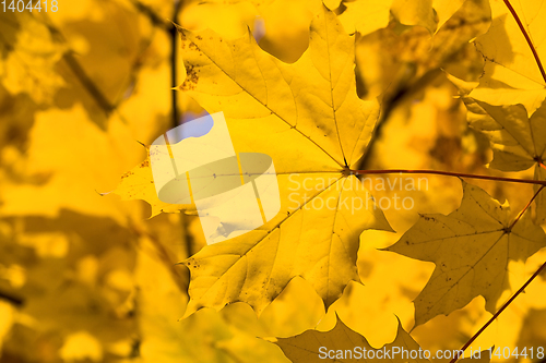 Image of Autumn maple foliage